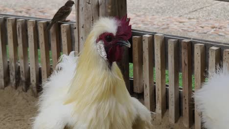 fluffy white rooster