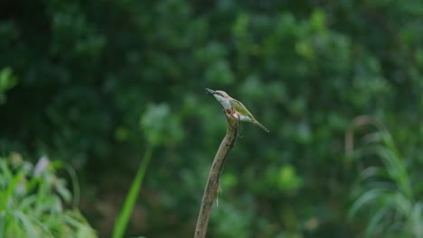 eurasian little green bee eater bird landing on a branch to eat prey insect slow motion