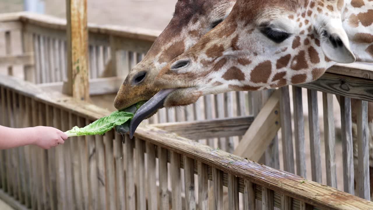 Closeup of giraffe extending long tongue as young child hand reaches out to feed animal in slow motion, spittle drips