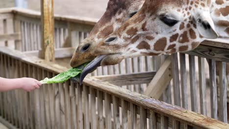 closeup de jirafa extendiendo la lengua larga como mano de niño pequeño extiende la mano para alimentar al animal en cámara lenta, gotas de saliva