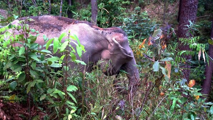 Elefante asiatico che pascola nel sottobosco della giungla usando la proboscide