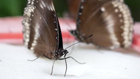 Ful-butterfly-resting-on-pineapple-fruit-in-summer-time