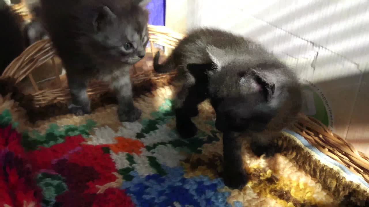 Kittens