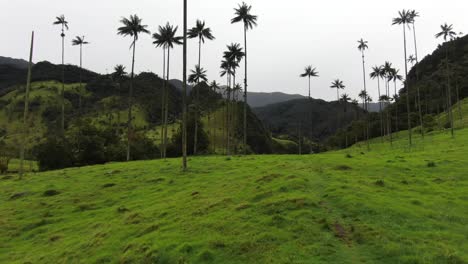 wax palm trees in the cocora valley in the colombian andes