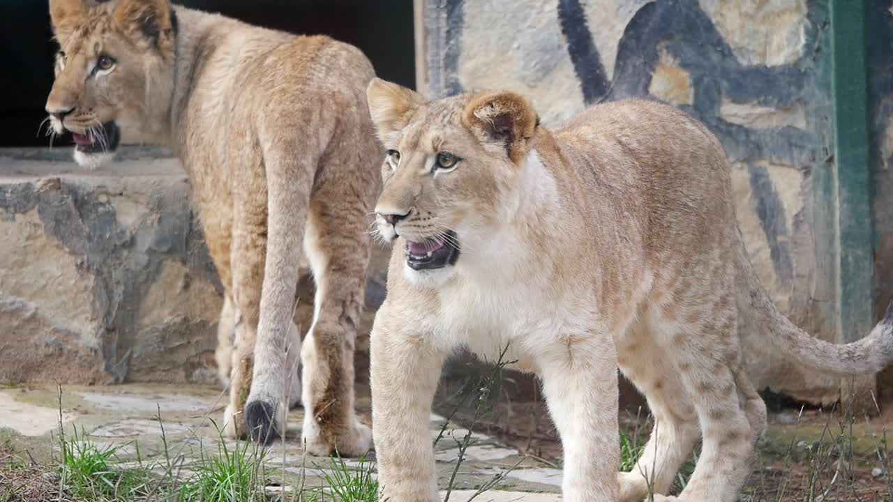 Two Young Lions at the Zoo