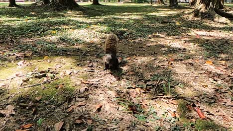 Squirrel in forest is running towards camera closely in slow motion and hit itself with wood stick