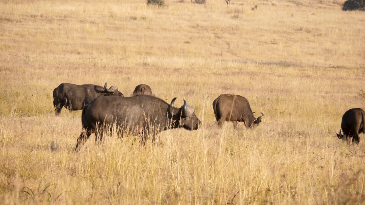 old male buffalo walks towards his herd in South African savannah