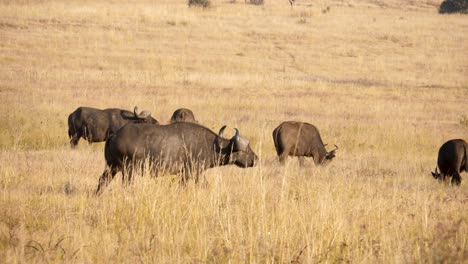old male buffalo walks towards his herd in south african savannah