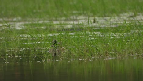 Pfeifende-Ente---Küken---Schwimmen-