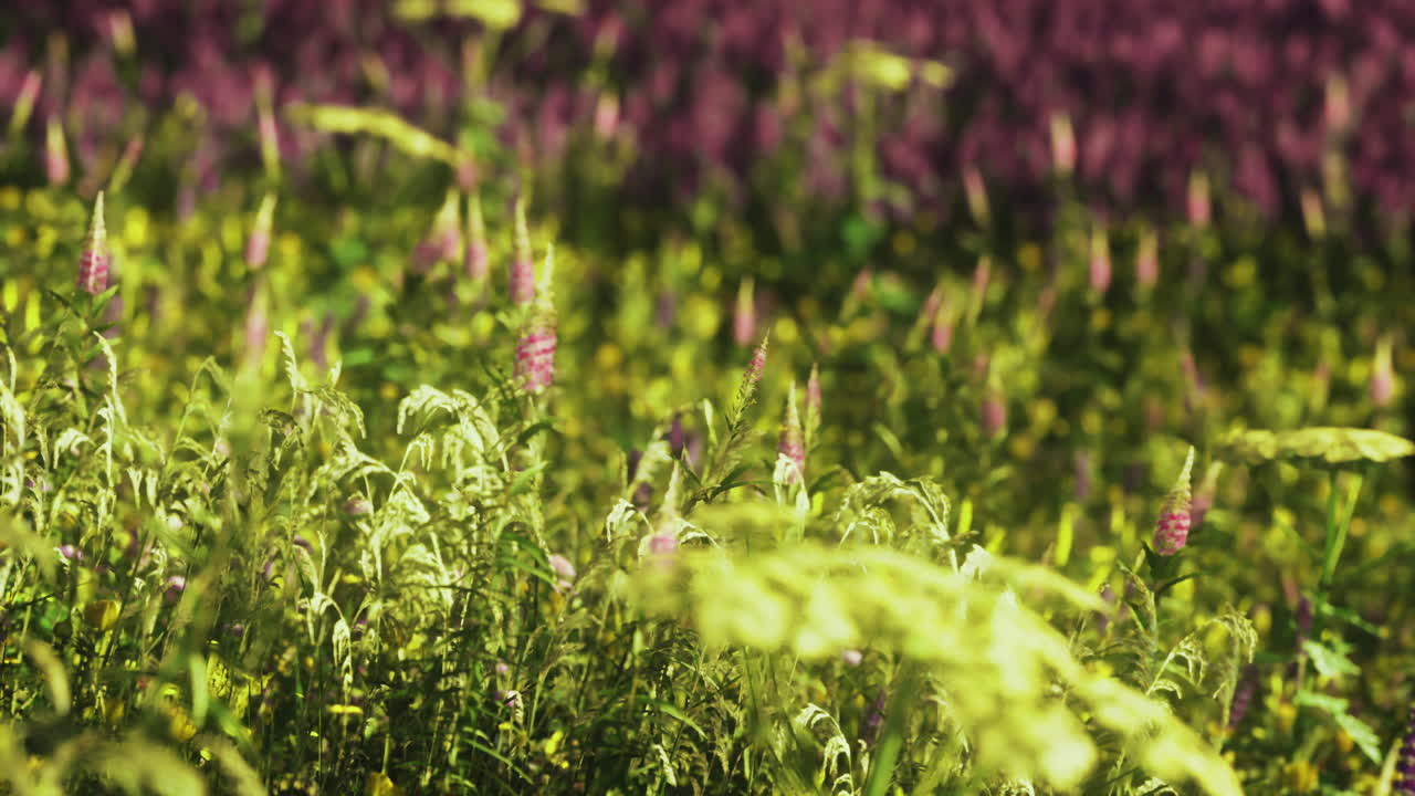 Vibrant wildflower field displaying diverse colors during sunny daytime