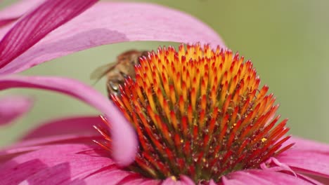 macro de una abeja melífera escondiéndose debajo de un pétalo de flor en una coneflower naranja