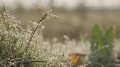 Beautiful morning nature background video