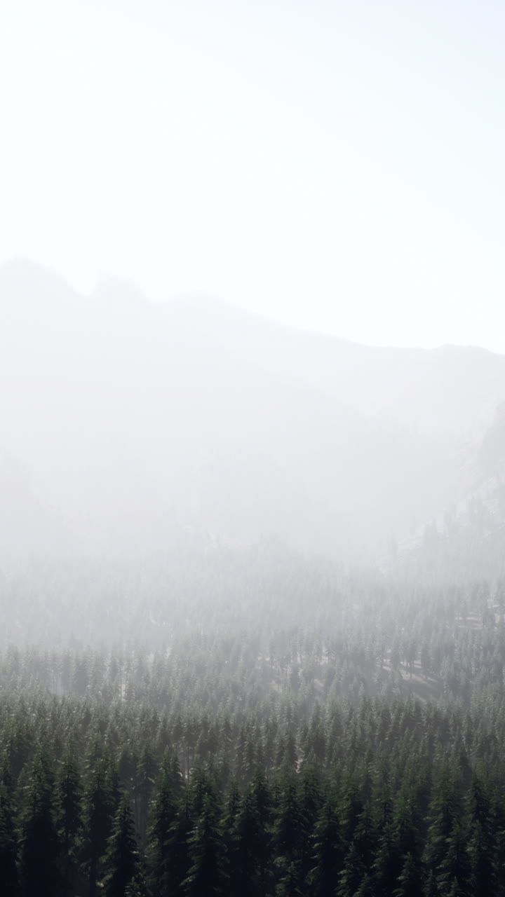 안개가 가득한 산 숲