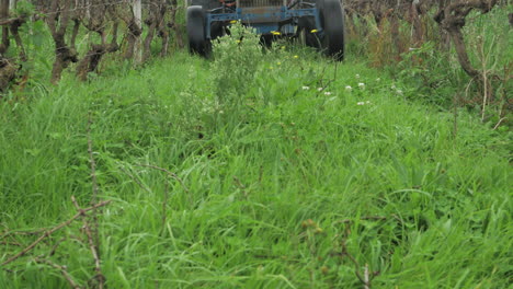 Low-shot-of-tractor-driving-towards-camera-cutting-grass-in-vineyard-lane