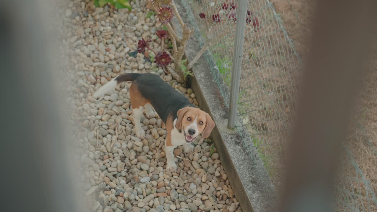 햇빛이 비치는 정원 돌 위에서 위를 올려다보는 호기심 많은 비글