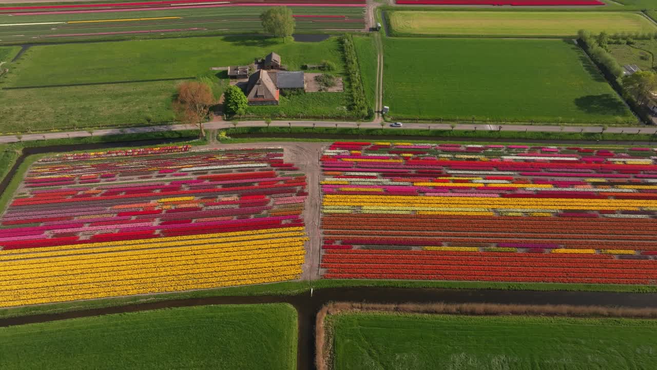 Vista aerea di un paesaggio di tulipani con fattoria e prati rigogliosi, Paesi Bassi.