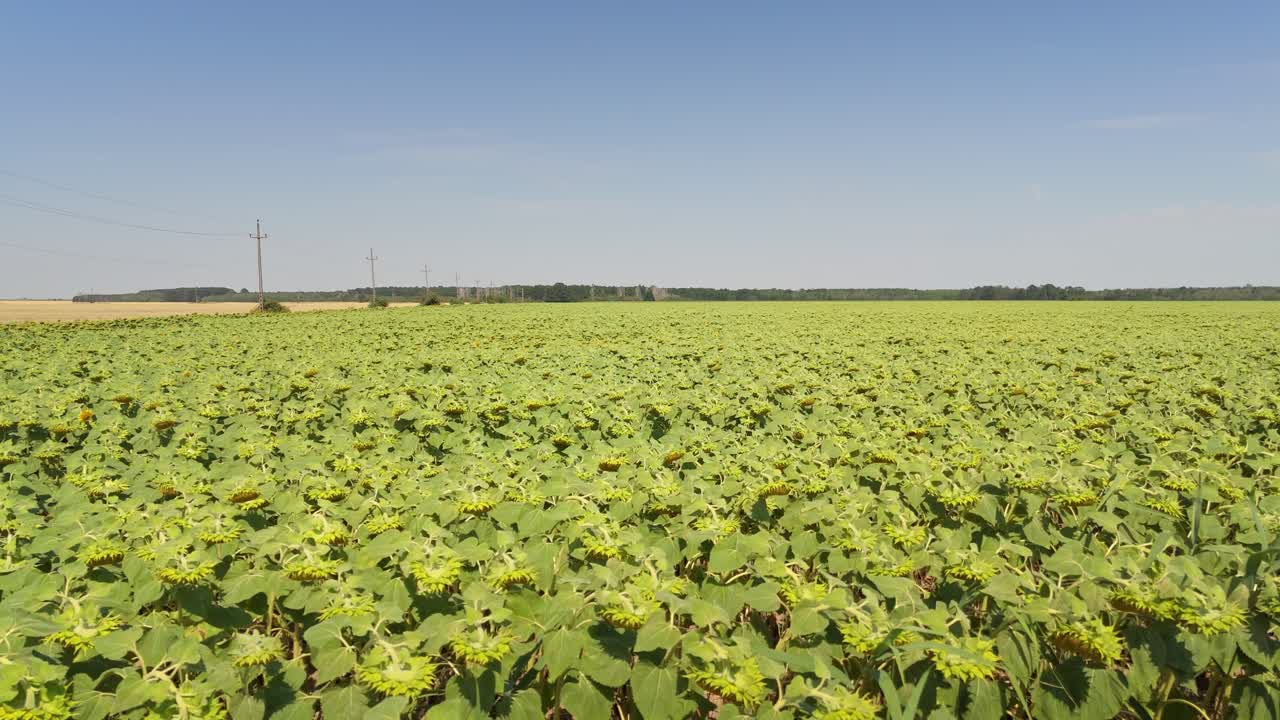 Close Aerial view of a Sunflower field in a europe agriculture on a sunny day, drone 4k view, high rezolution, calatidium yellow