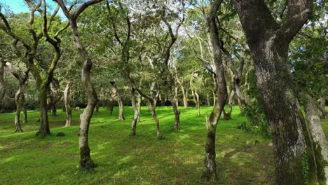 Forest-With-Twisted-Old-Tree-Trunks-In-Carballeira-Municipal-de-Baio,-A-Coruna,-Spain