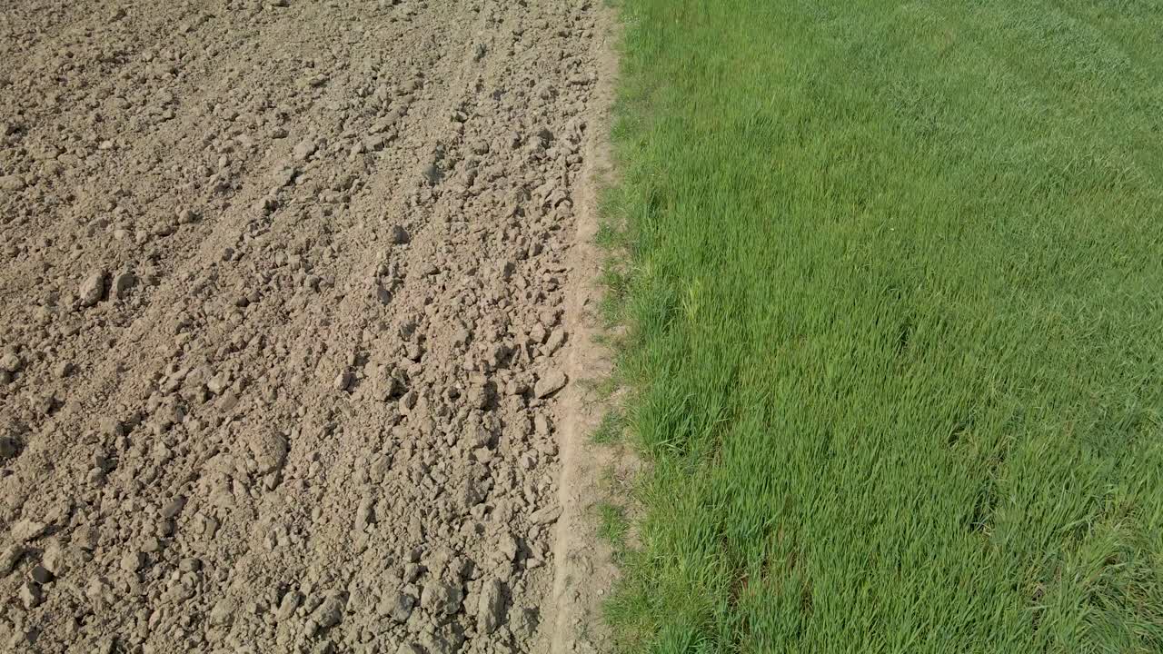 수확 지역의 절반과 유채 식물의 절반이 자라는 공중 비행