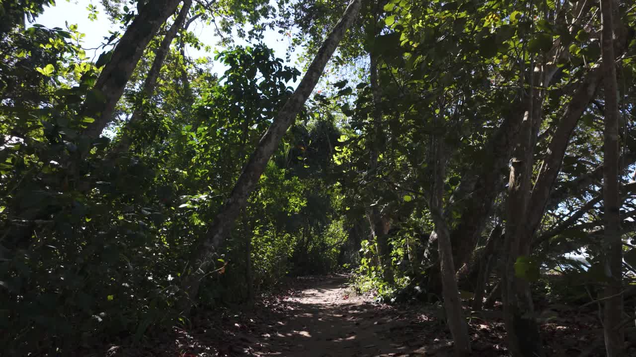 Shaded forest trail along the coast in Cahuita National Park, Costa Rica