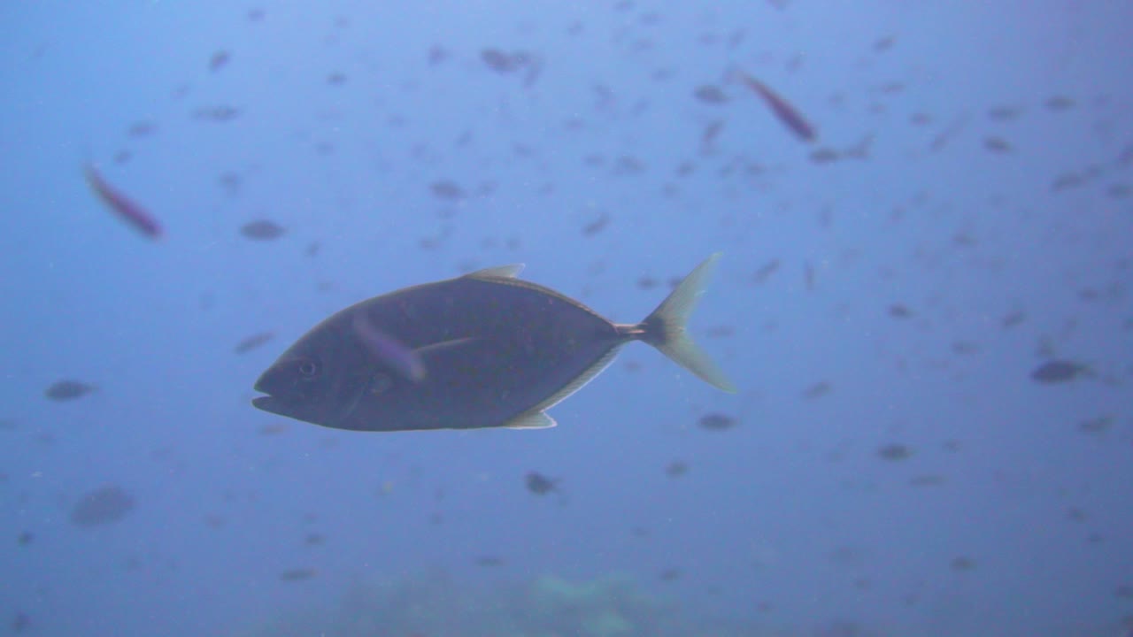 a yellowfin trevally swimming in the blue