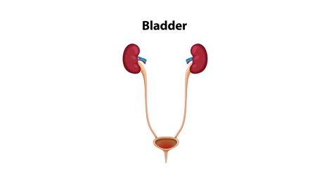 animated sequence transitions from a full-body anatomical view to a close-up of the urinary system, highlighting kidneys, ureters, and bladder on a white background