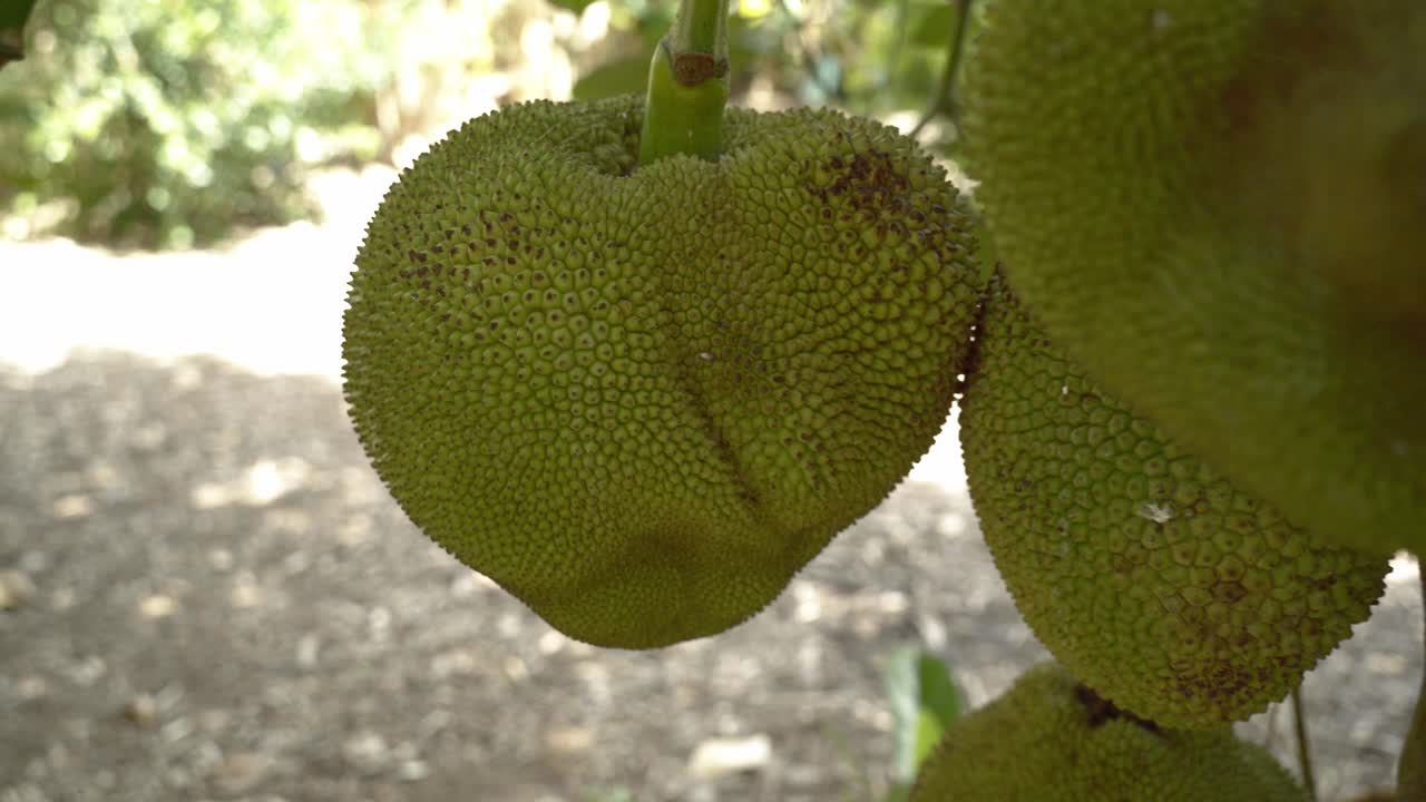 Zoom out view of jackfruit on tree displaying it's green skin and spikes leaves on tree base of trunk in botanical garden