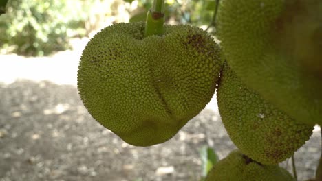 zoom out view of jackfruit on tree displaying it's green skin and spikes leaves on tree base of trunk in botanical garden