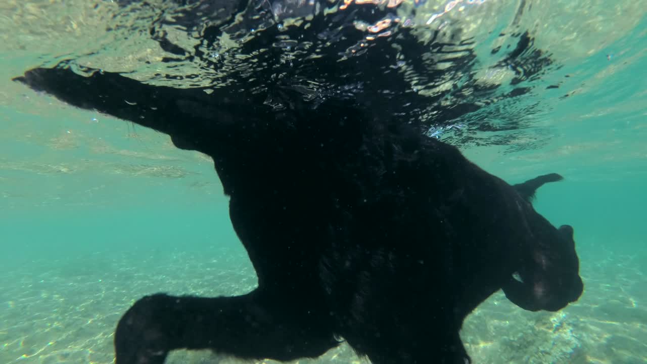 movimiento lento, perro negro nadar en la superficie del agua a la luz del sol. disparo submarino. mar rojo, dahab, egipto