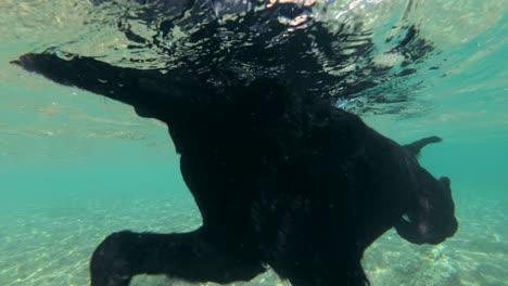 slow motion, black dog swim on surface of water in sunlight. underwater shot. red sea, dahab, egypt