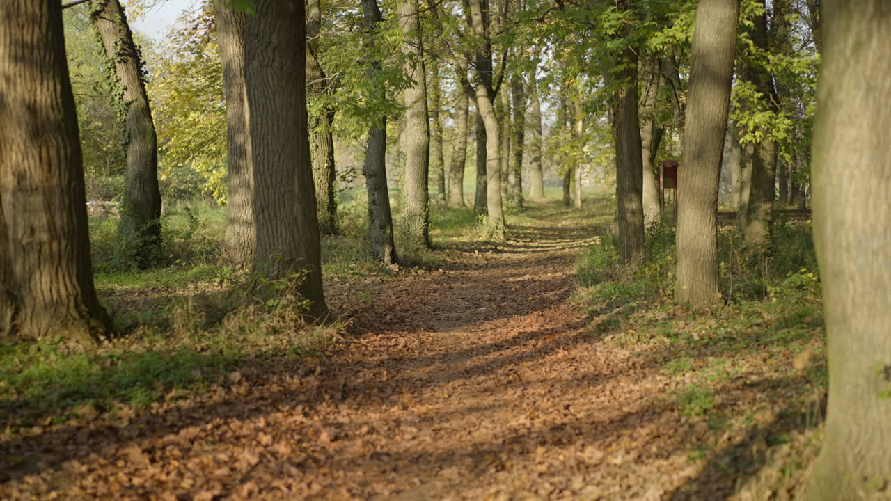 Forest Path Covered with Autumn Leaves