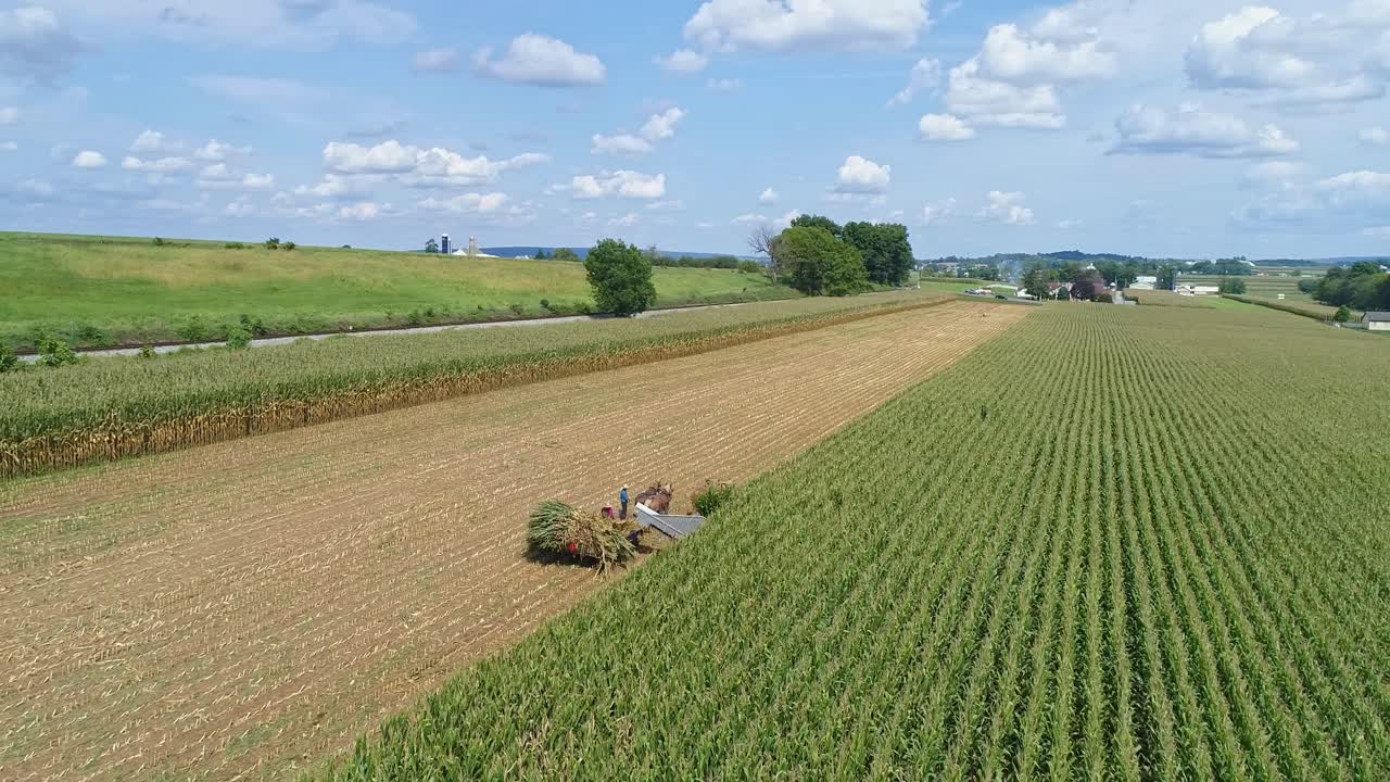An Aerial Side View of Amish Harvesting There Corn Using Six Horses and Three Men as Done Years Ago on a Sunny Fall Day