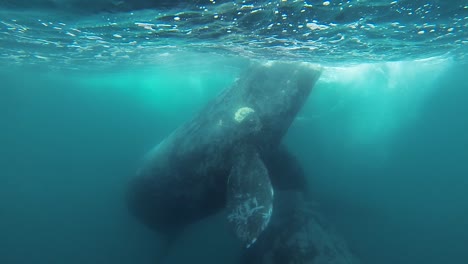 Ballenas-Madre-Y-Cría-Jugando-Girando-Bajo-El-Agua-Tiro-Lento