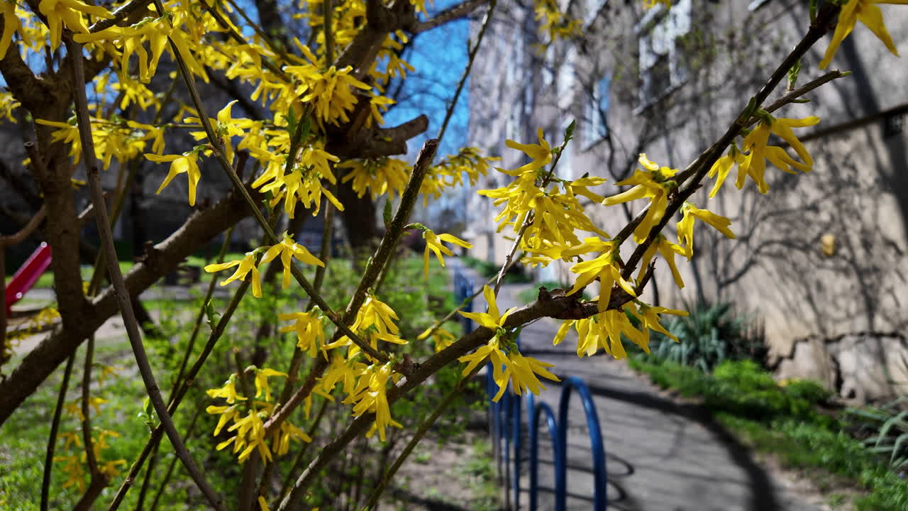 Springtime yellow blossoms in urban residential garden