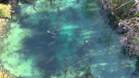 aerial topdown of natural spring with manatee herd