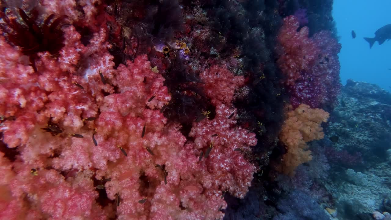 Corallo molle vibrante e colorato dal cuore del triangolo dei coralli, Raja Ampat, che cresce in grandi e rigogliosi grappoli e su una parete rocciosa