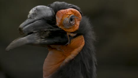 Close-up-portrait-shot-of-a-Southern-Ground-Hornbill-