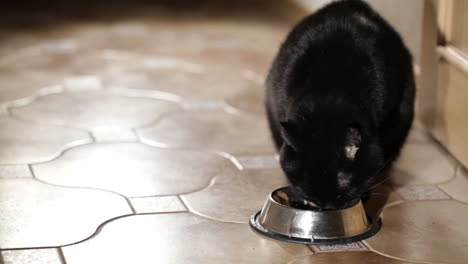 black cat