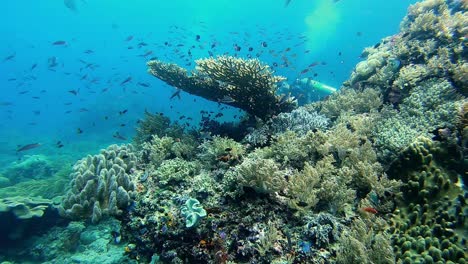 tropical soft and hard coral with scuba diver in the background