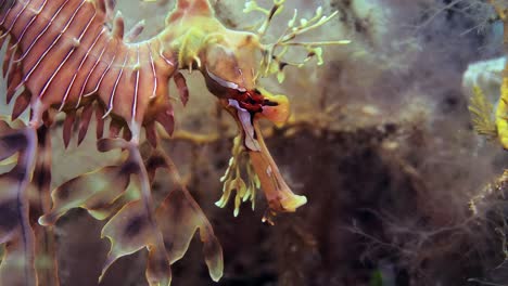 leafy sea dragon with eggs macro close ups 4k slow motion