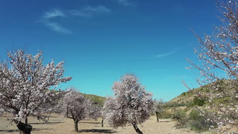 aerial view  of almond tress in bloom