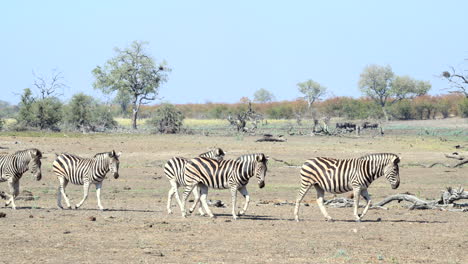 plains zebra small group walking in line, side view