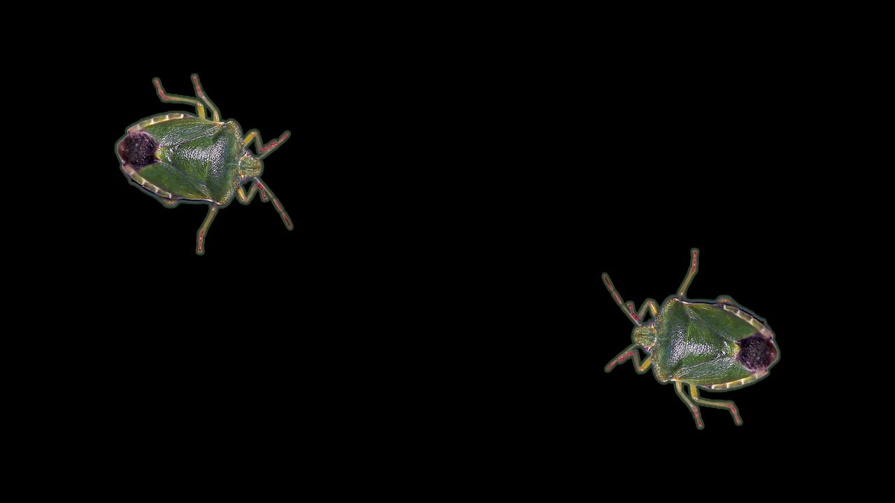 Green stink bug, black background, chroma key