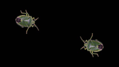 green stink bug, black background, chroma key