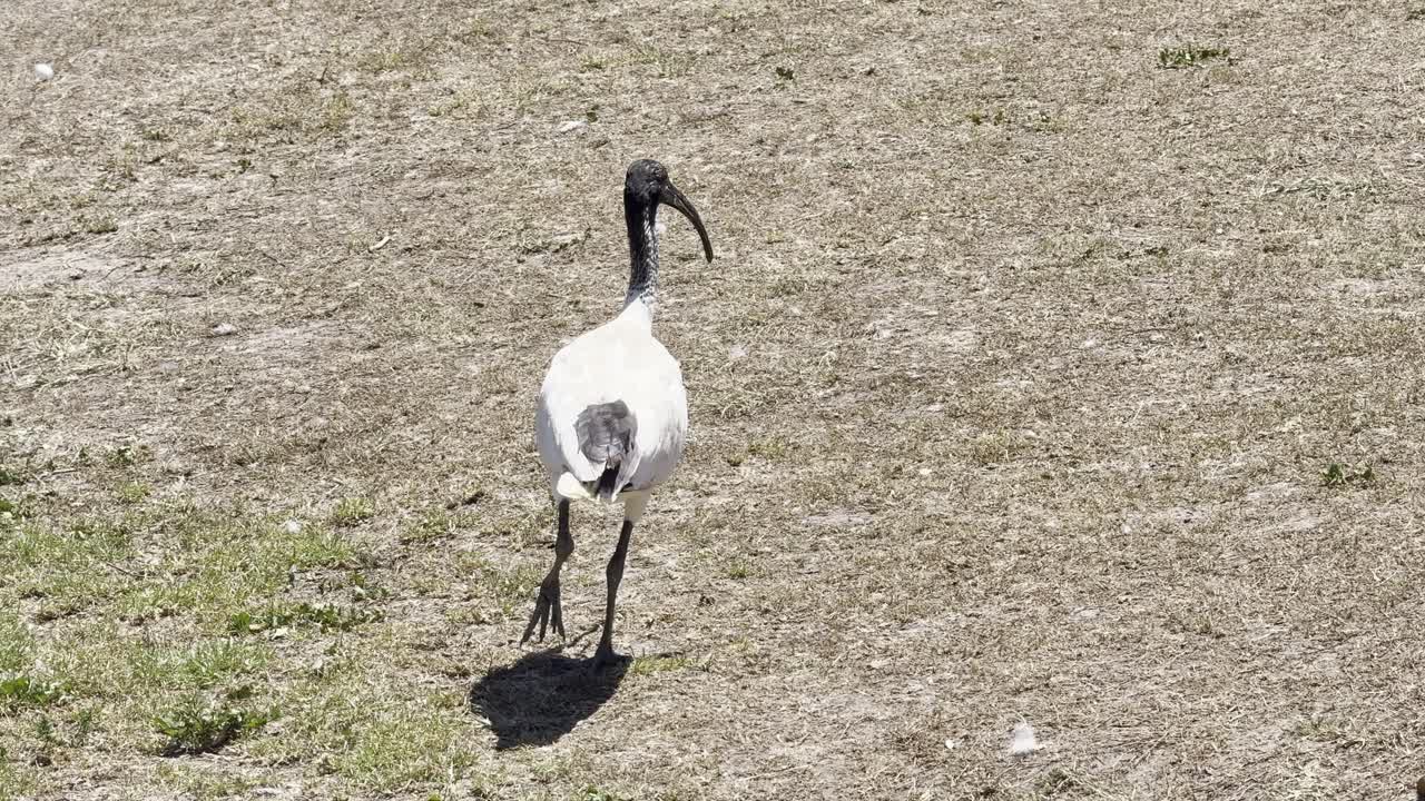 Ibis sacro africano si erge in una zona umida circondato da acqua e vegetazione, mostrando un comportamento naturale e calmo.