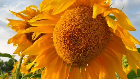 campo de girasoles con cielo azul nublado