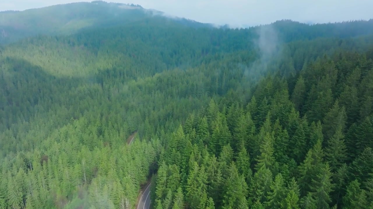 Volo in avanti del drone sopra creste di abeti verdi e una leggera foschia di nebbia di montagna.
