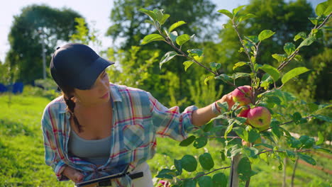 woman inspecting apples in orchard