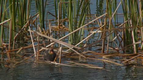 American-Coot-Bird-With-Chick-Feeding-On-Lake