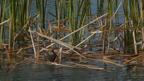 american coot bird with chick feeding on lake